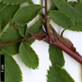SpeciesSub: f. pyrenaica